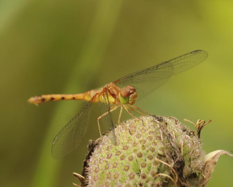 Photo of Autumn Meadowhawk