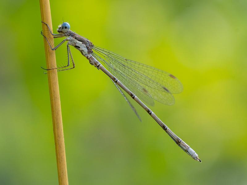 Photo of Spotted Spreadwing