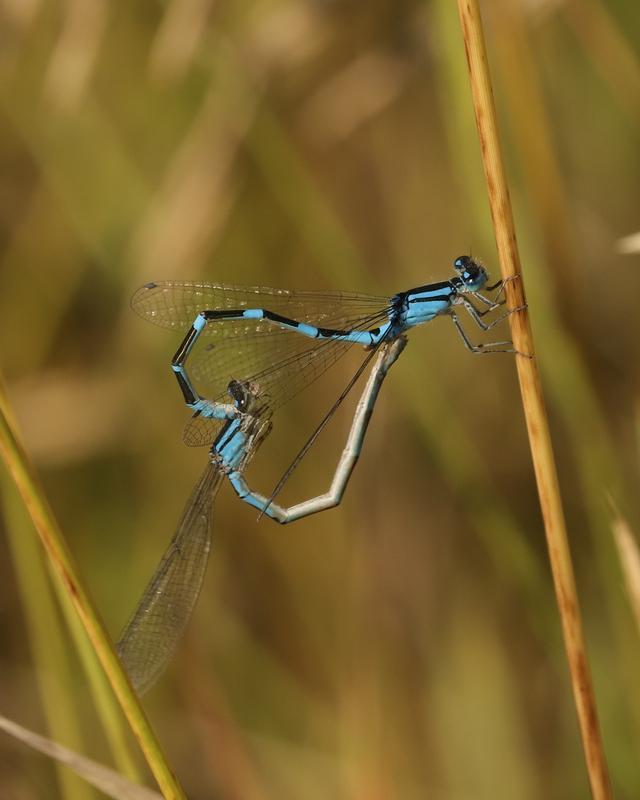 Photo of Tule Bluet