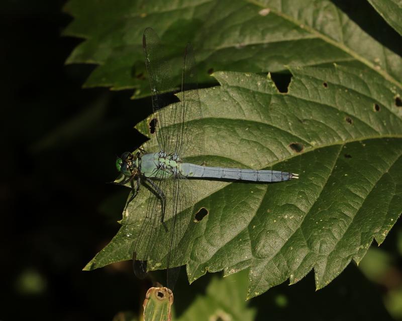 Photo of Eastern Pondhawk