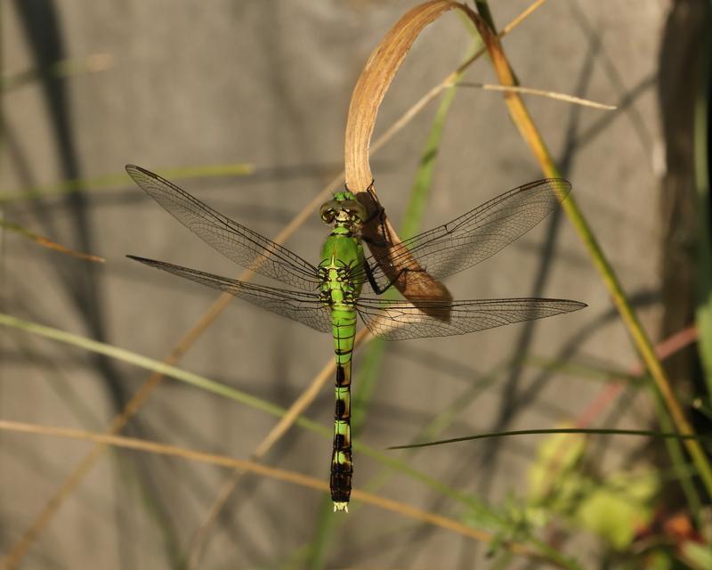 Photo of Eastern Pondhawk