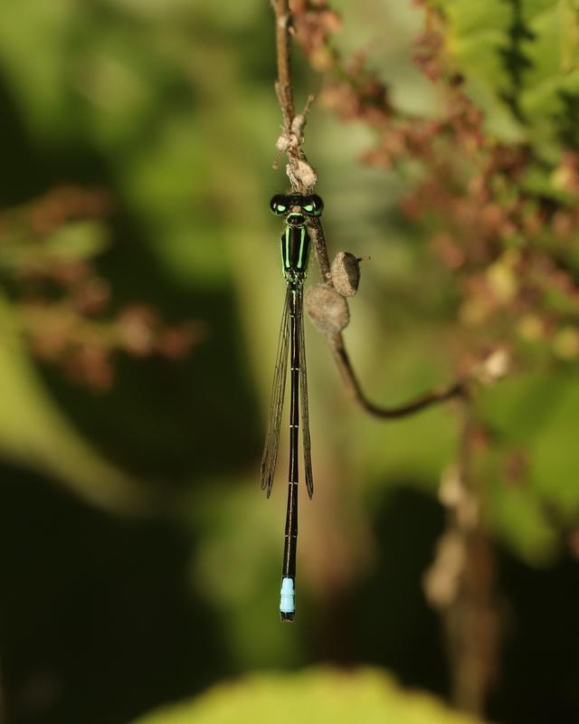 Photo of Eastern Forktail