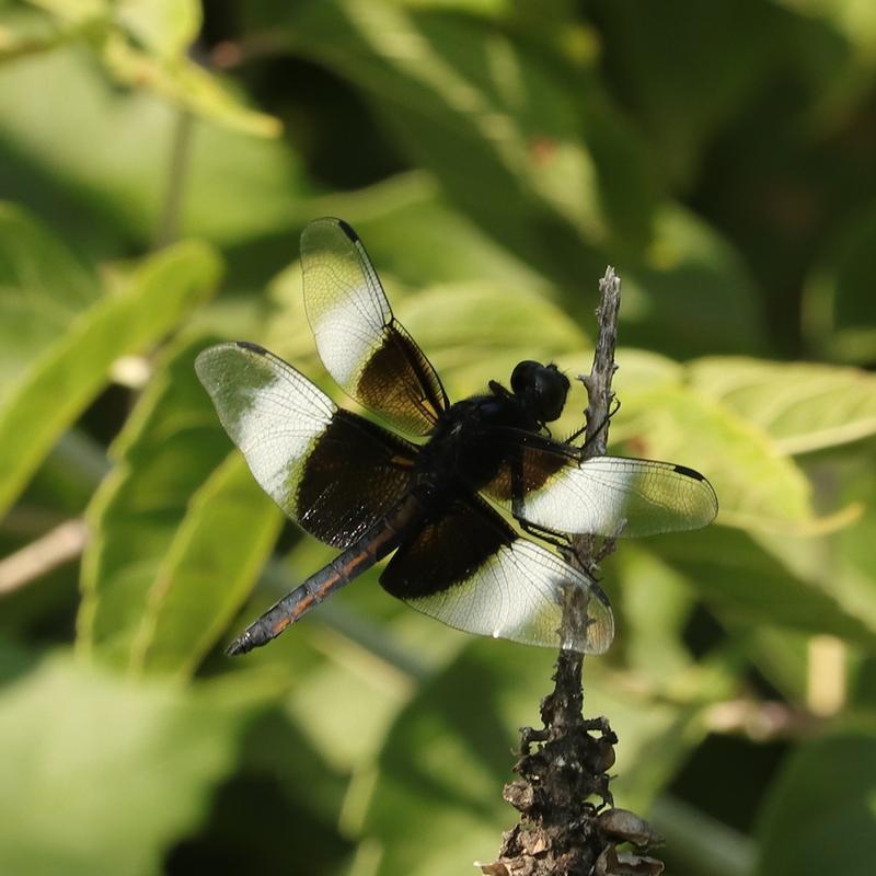 Photo of Widow Skimmer