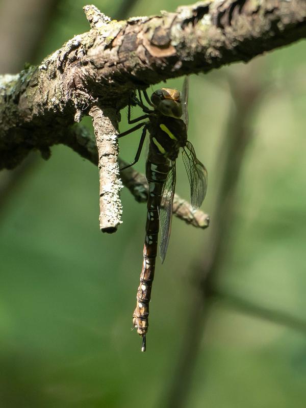 Photo of Shadow Darner