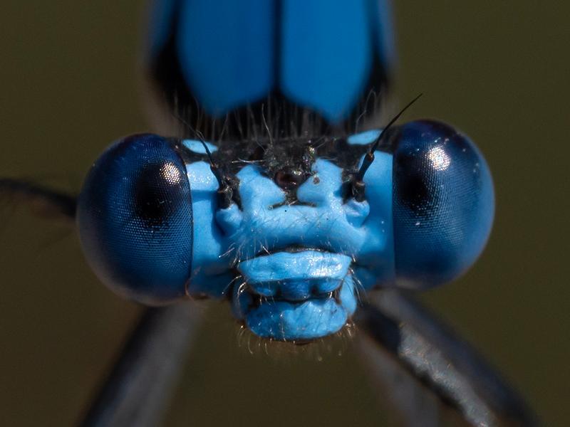 Photo of Blue-fronted Dancer