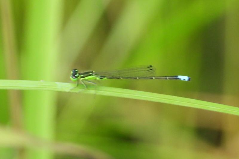 Photo of Eastern Forktail