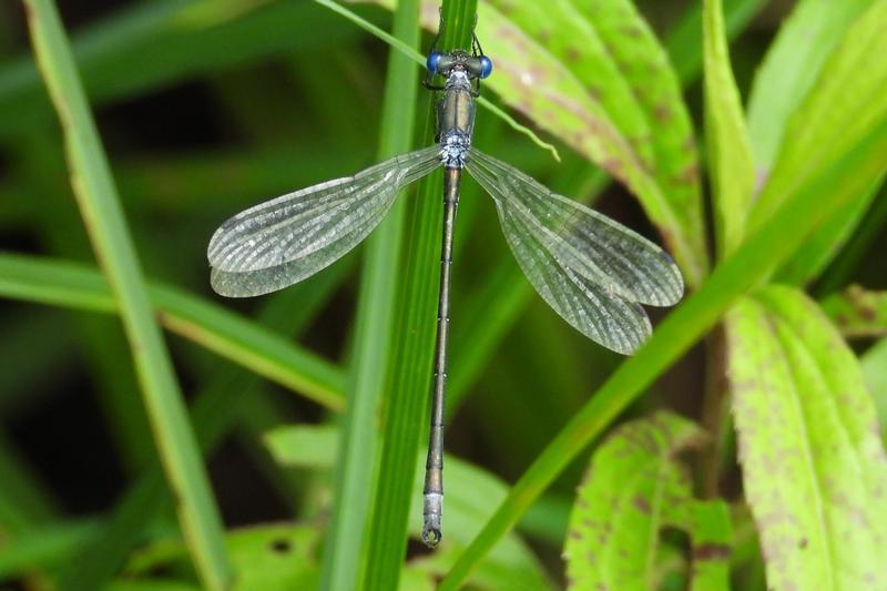 Photo of Emerald Spreadwing