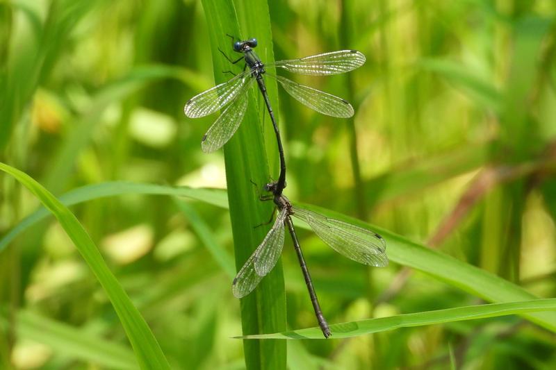 Photo of Emerald Spreadwing