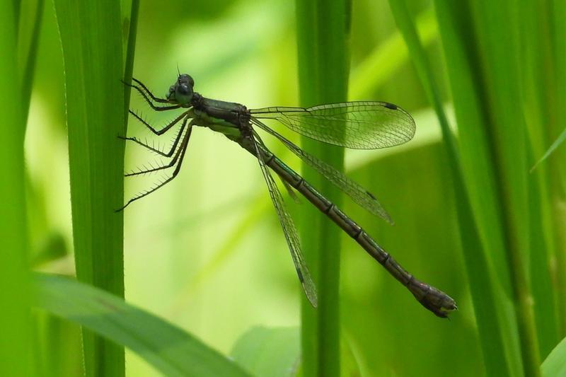 Photo of Emerald Spreadwing