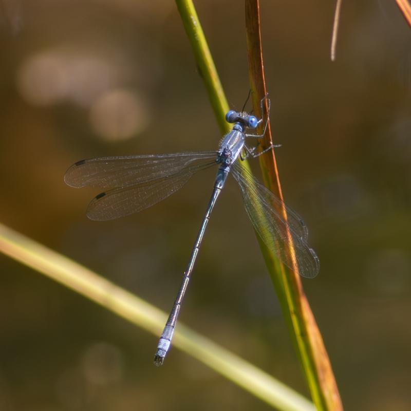 Photo of Northern Spreadwing