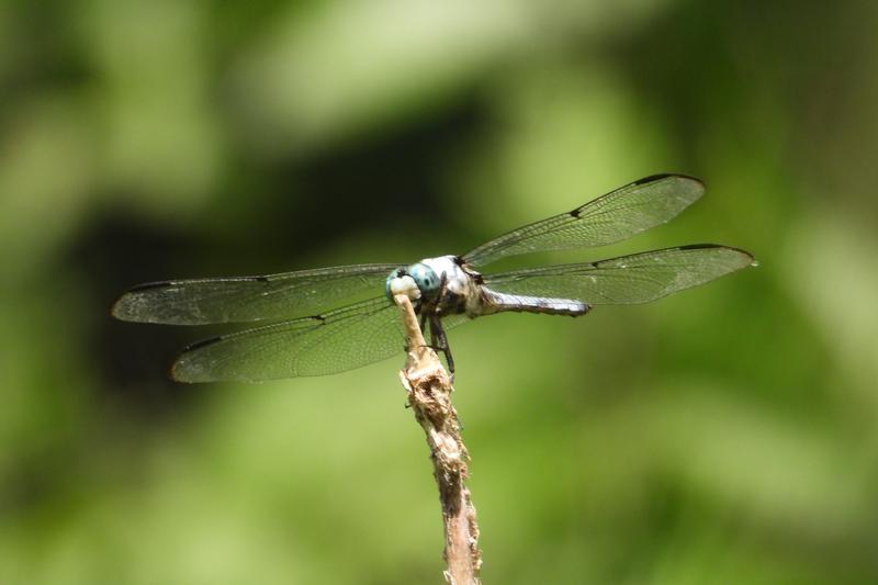 Photo of Great Blue Skimmer