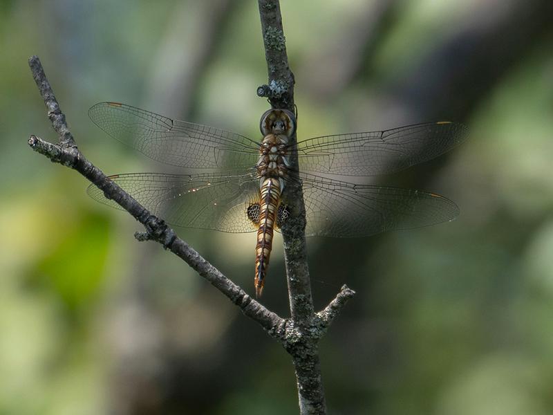 Photo of Spot-winged Glider