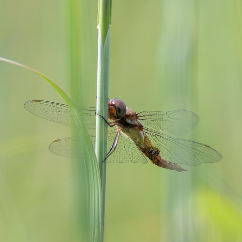 Photo of Spot-winged Glider