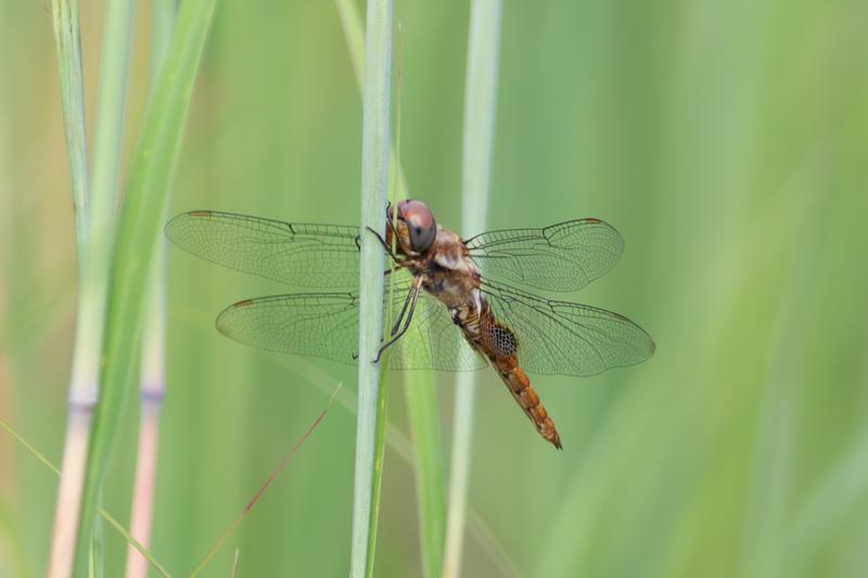 Photo of Spot-winged Glider