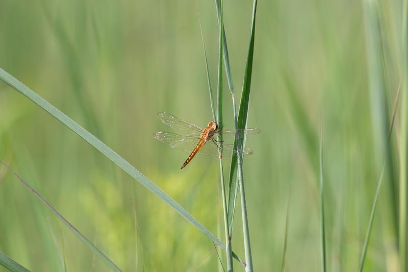 Photo of Wandering Glider