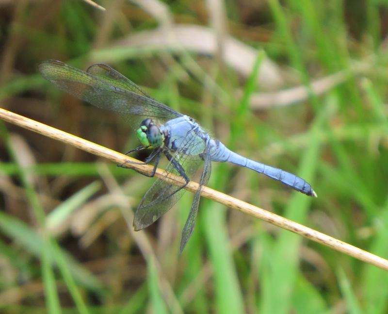 Photo of Eastern Pondhawk