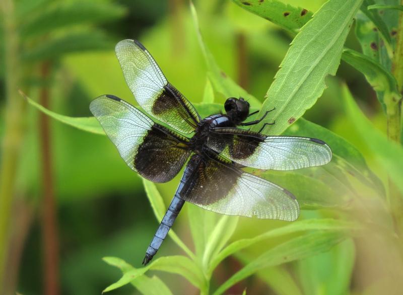 Photo of Widow Skimmer