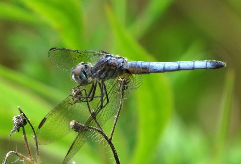 Photo of Blue Dasher