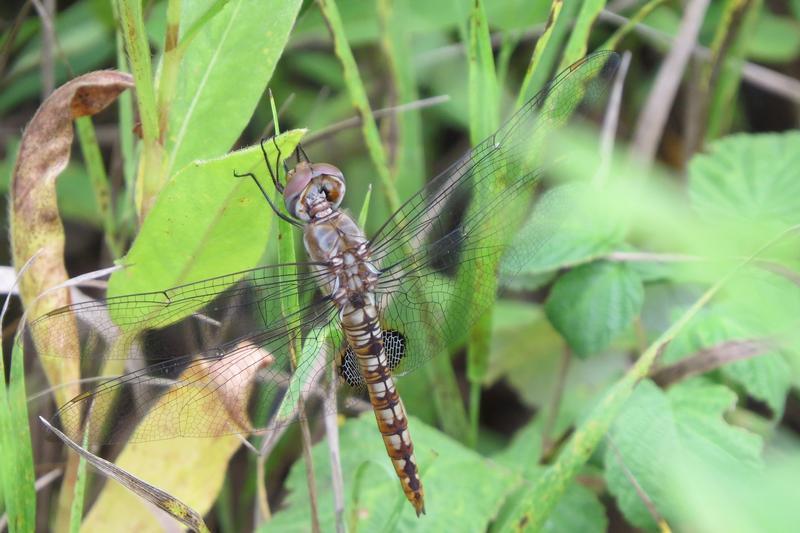 Photo of Spot-winged Glider