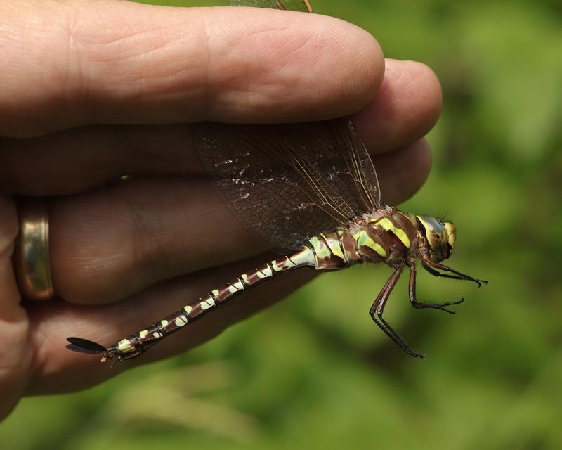 Photo of Lance-tipped Darner