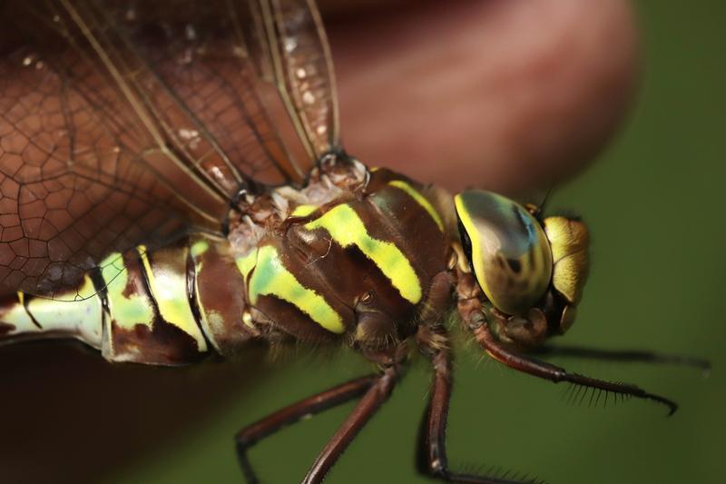 Photo of Lance-tipped Darner