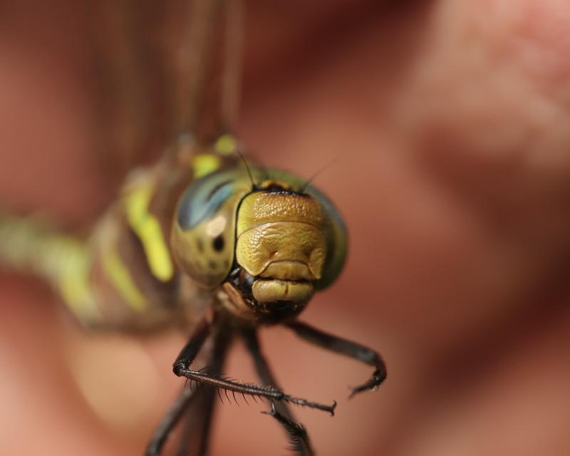 Photo of Lance-tipped Darner