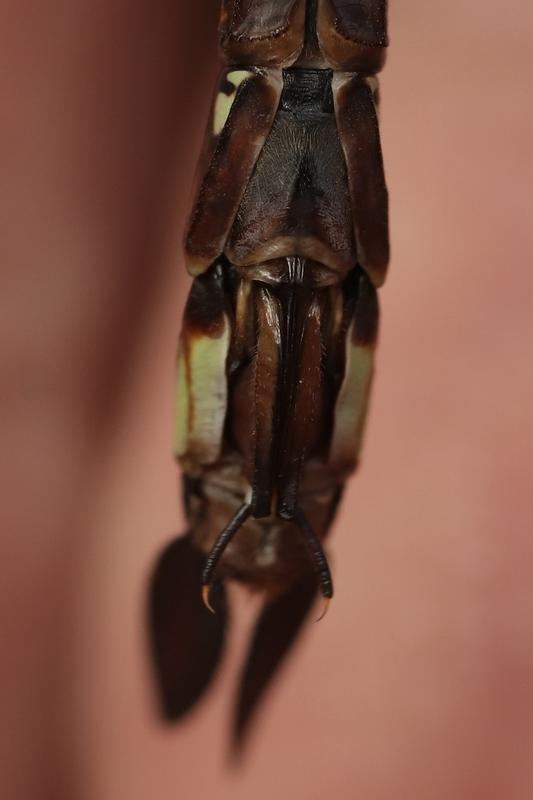 Photo of Lance-tipped Darner