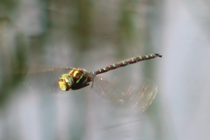 Photo of Shadow Darner