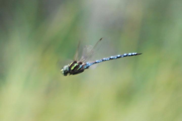 Photo of Green-striped Darner