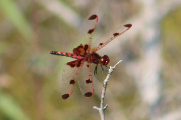 Photo of Calico Pennant