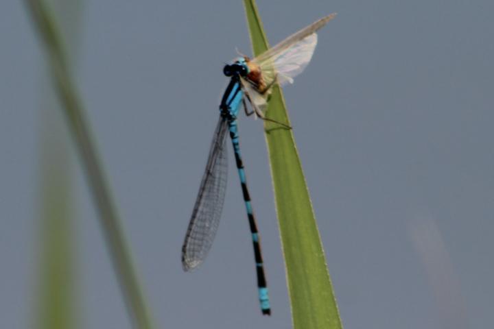 Photo of Tule Bluet