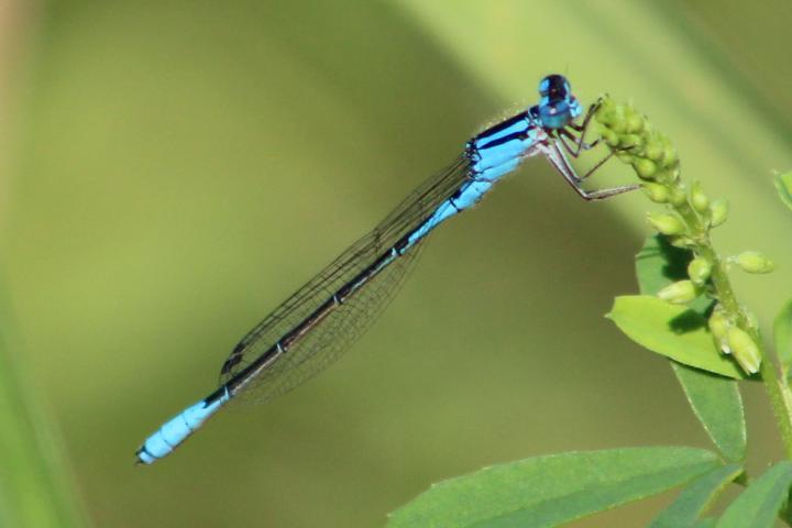 Photo of Azure Bluet