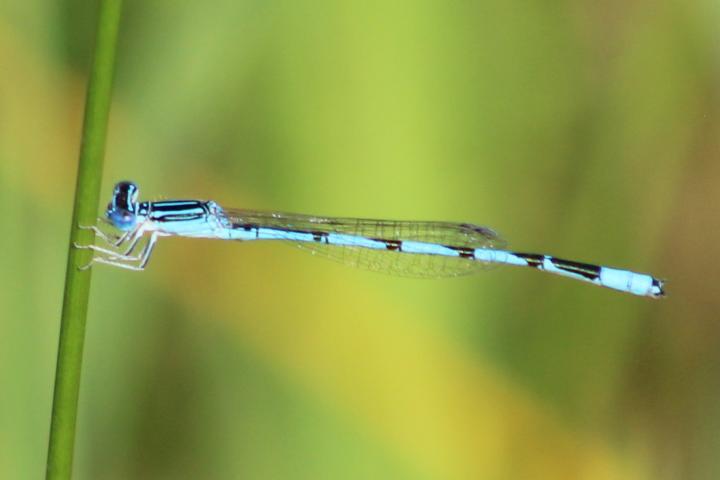 Photo of Double-striped Bluet