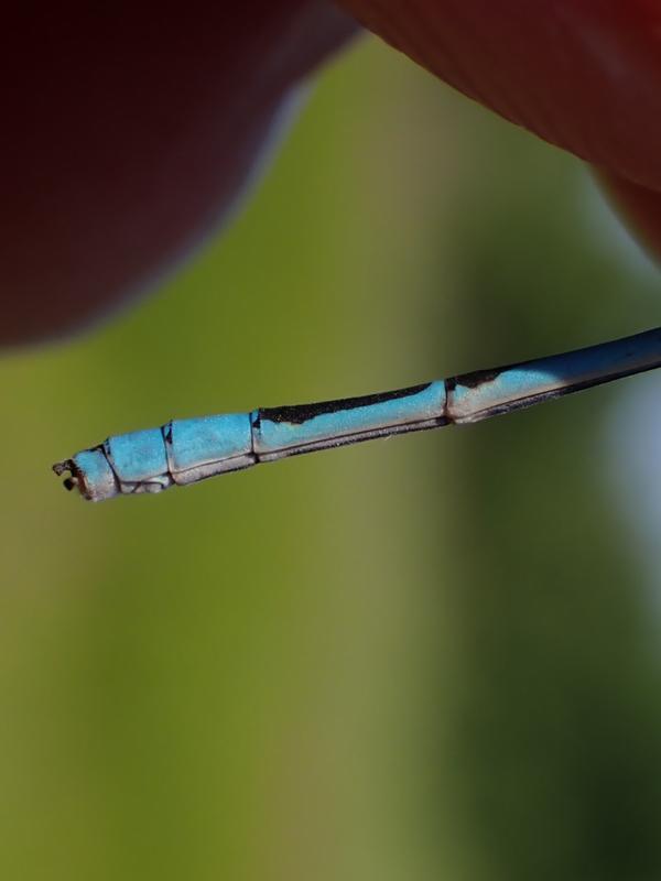 Photo of Double-striped Bluet