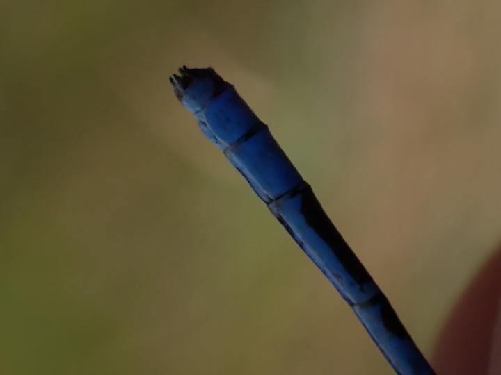 Photo of Hagen's Bluet