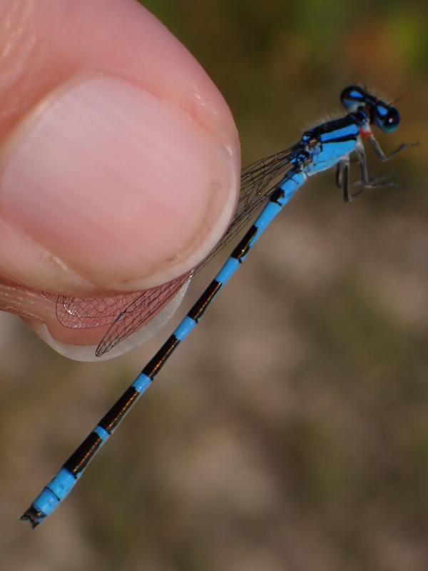 Photo of Tule Bluet