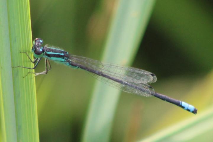 Photo of Eastern Forktail