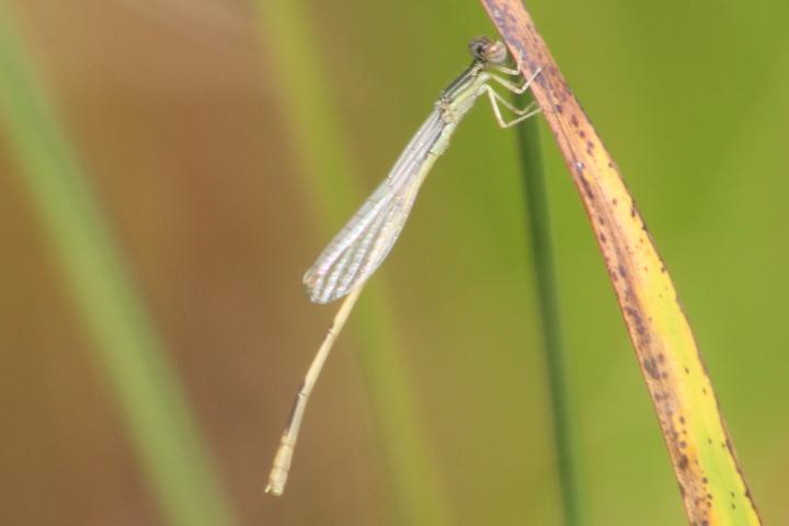 Photo of Citrine Forktail