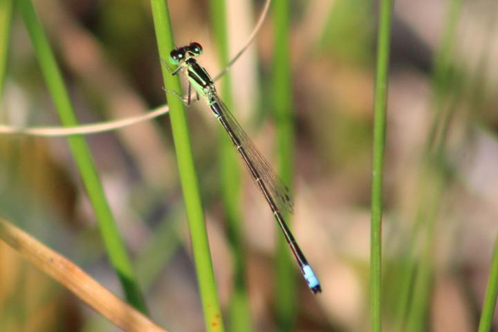 Photo of Eastern Forktail