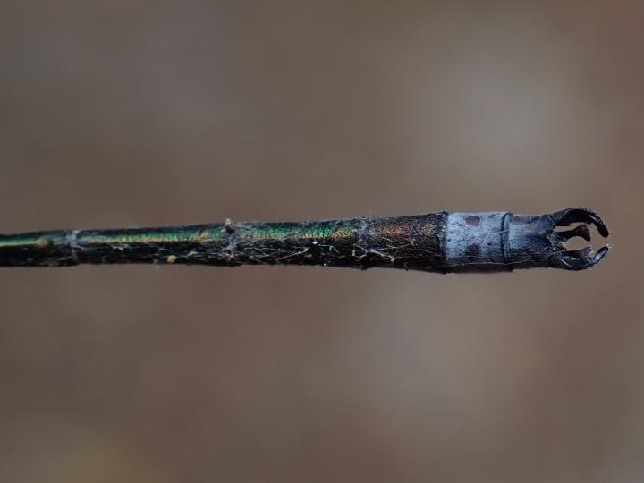 Photo of Emerald Spreadwing