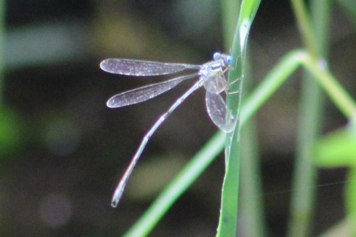 Photo of Slender Spreadwing