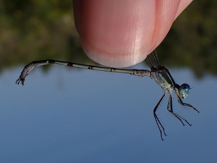 Photo of Lyre-tipped Spreadwing