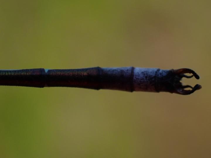 Photo of Lyre-tipped Spreadwing