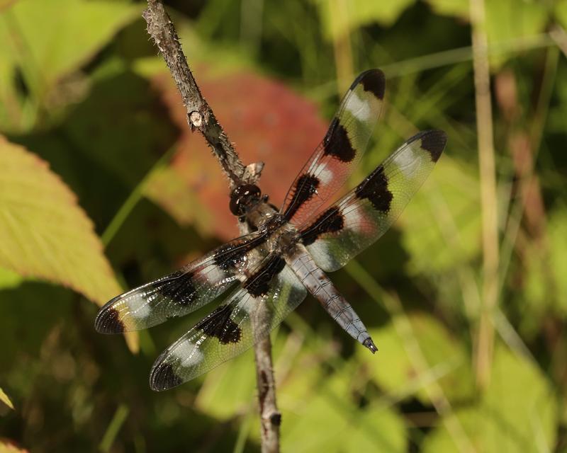 Photo of Twelve-spotted Skimmer