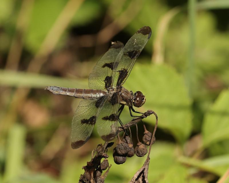 Photo of Twelve-spotted Skimmer