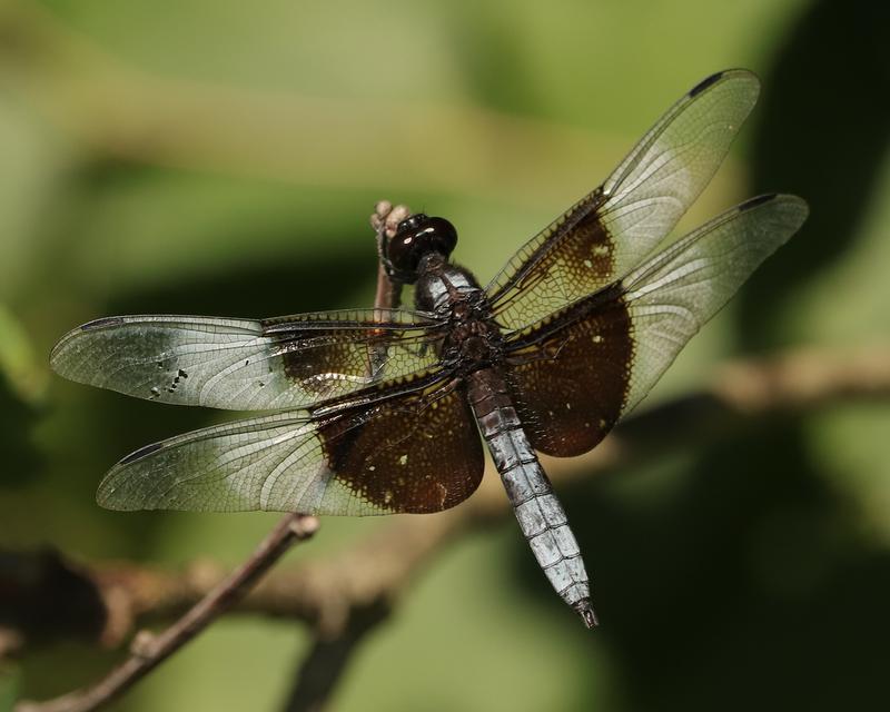 Photo of Widow Skimmer