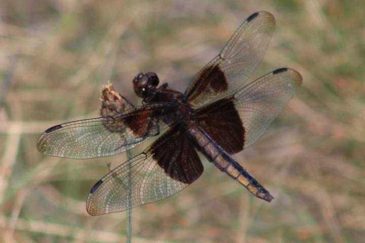 Photo of Widow Skimmer