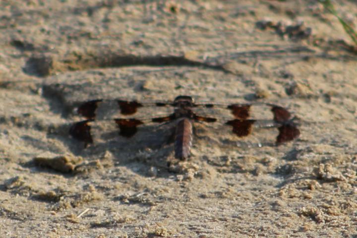 Photo of Common Whitetail