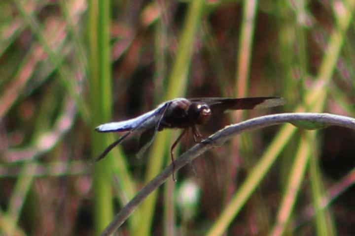 Photo of Common Whitetail