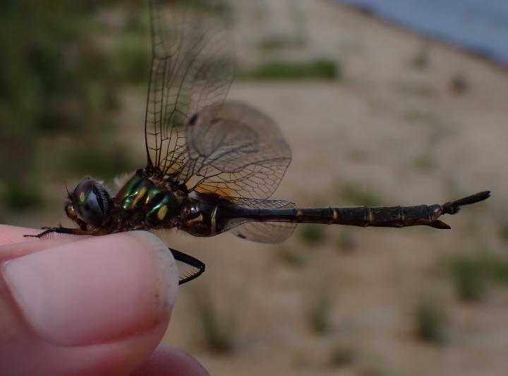 Photo of Brush-tipped Emerald